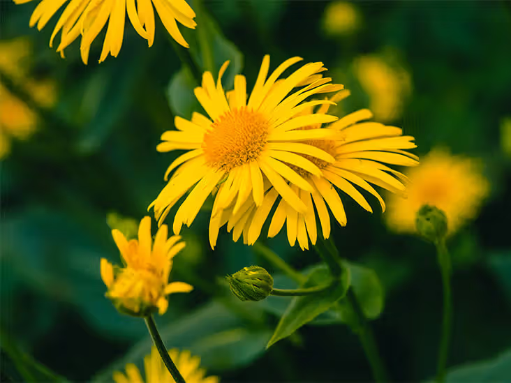Arnica Montana yellow flowers