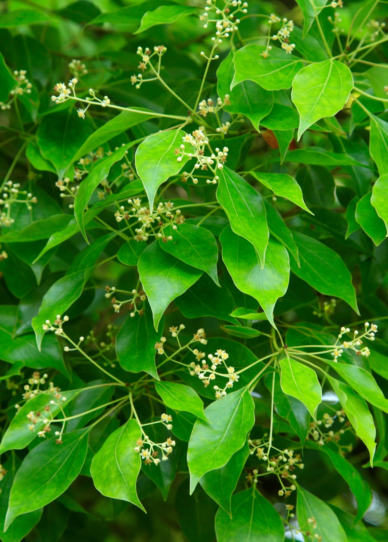 Camphor plant