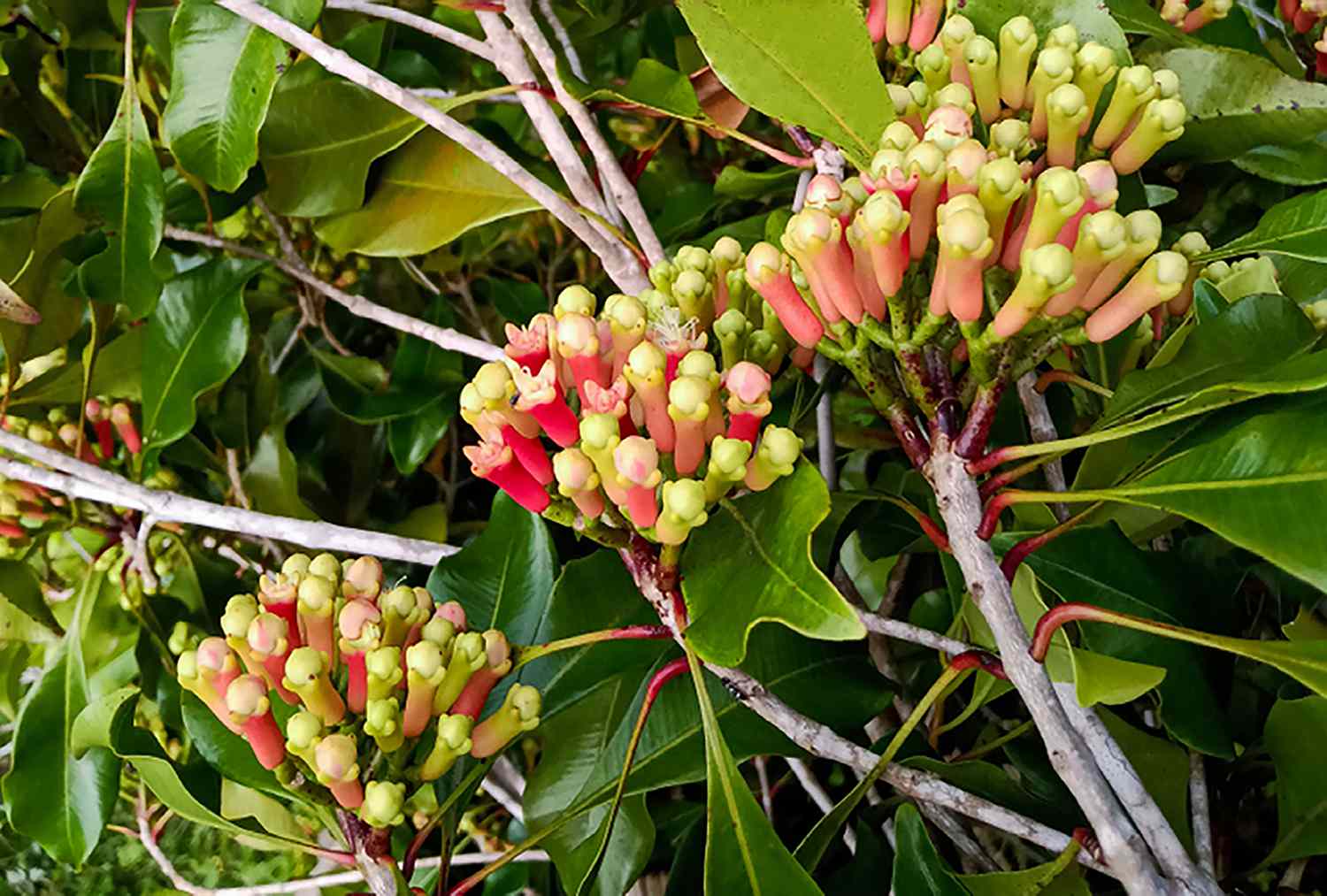 Clove plant