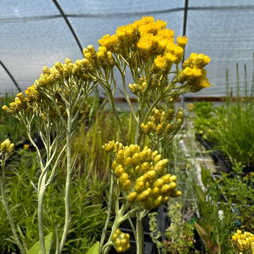 Helichrysum plant