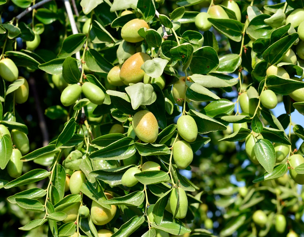Vitamin E and Jojoba