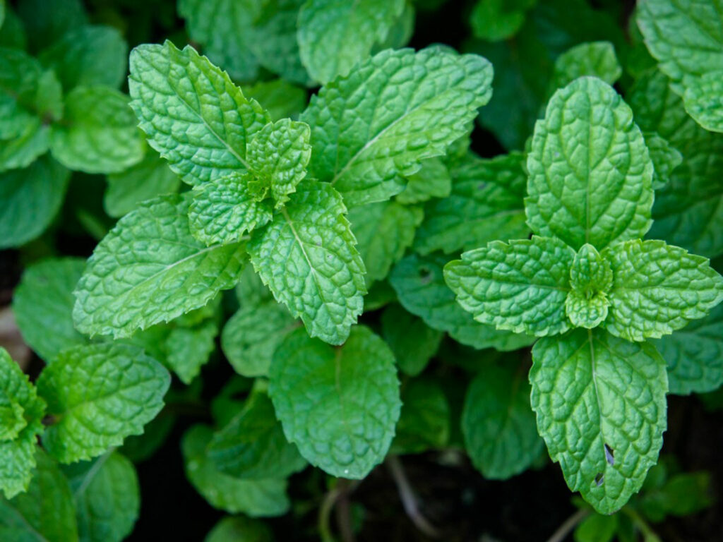 Menthol plant