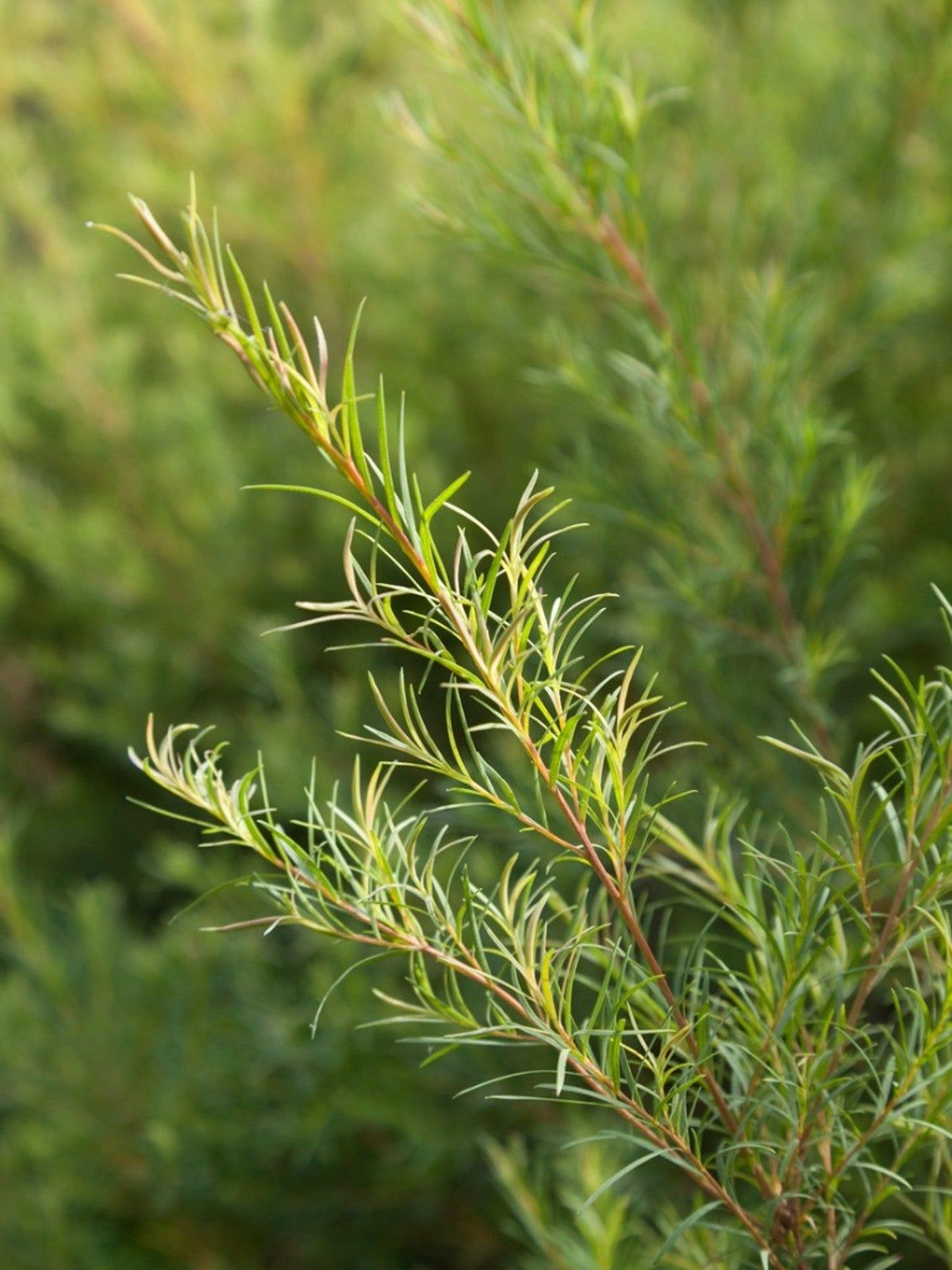 Tea tree plant