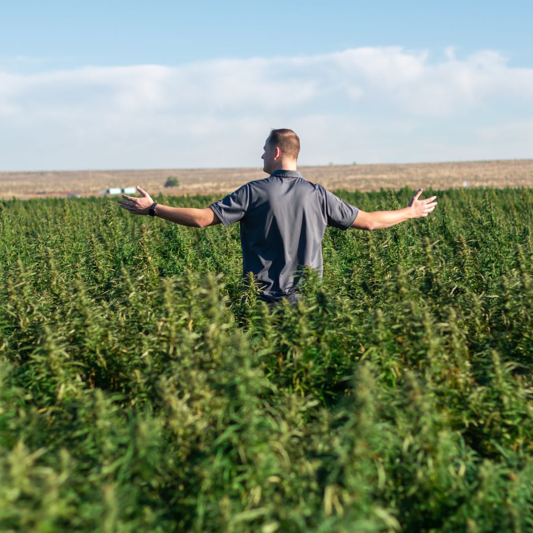 Hemp farm — sourcing at the source