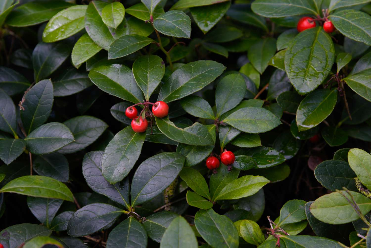 Wintergreen plant